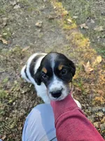 Liberty, a female English Springer Spaniel for sale in Trenton, TN – 5 of 8