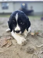 Coral, a female English Springer Spaniel for sale in Trenton, TN – 7 of 8