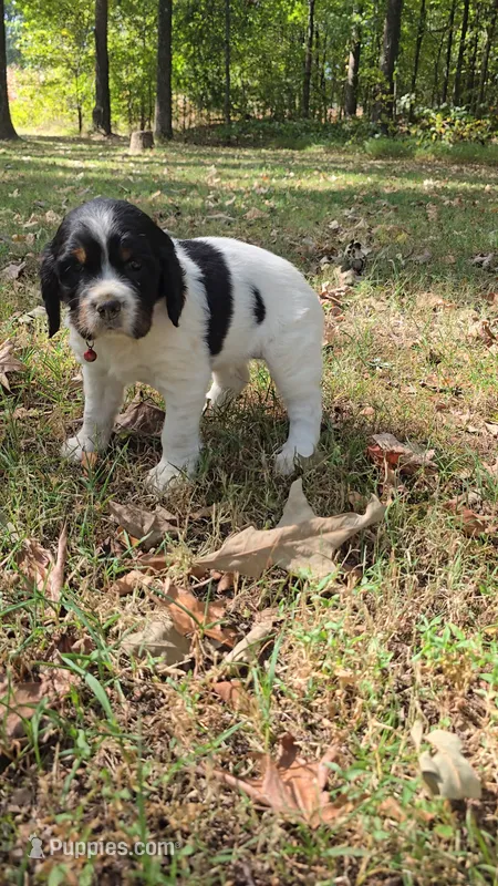 Liberty  – English Springer Spaniel puppy for sale in Trenton, TN