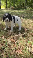 Liberty , a female English Springer Spaniel for sale in Trenton, TN – 1 of 2