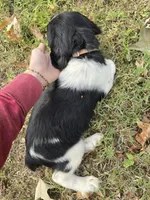 Coral, a female English Springer Spaniel for sale in Trenton, TN – 8 of 10