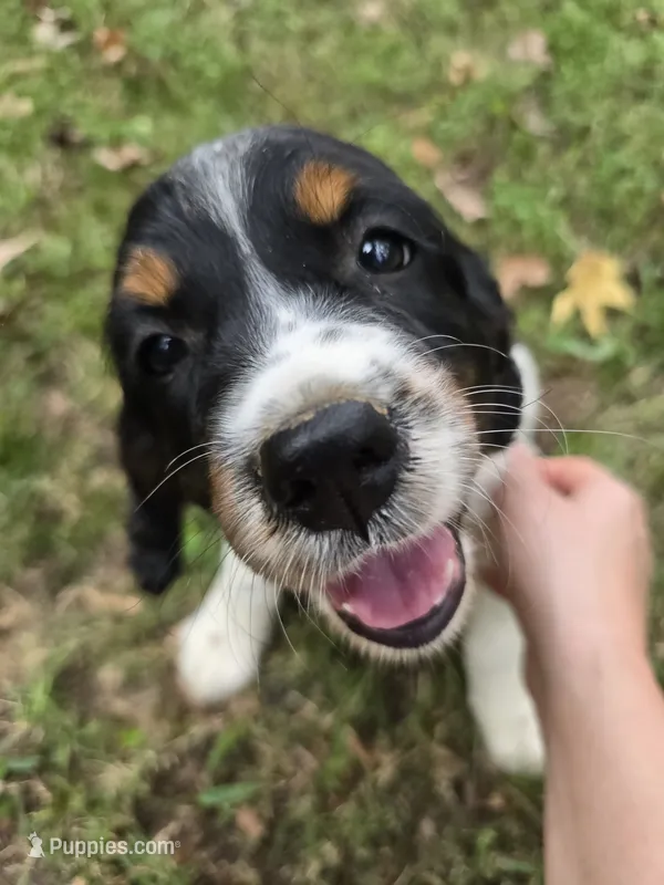Liberty – English Springer Spaniel puppy for sale in Trenton, TN