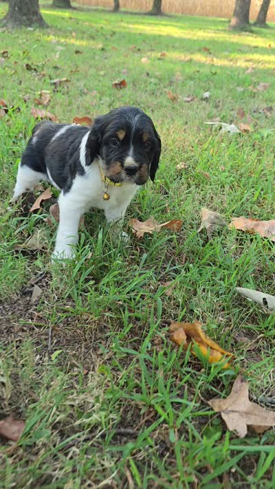 Rubble, a male English Springer Spaniel for sale in Trenton, TN – 2 of 2
