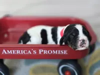 Liberty, a female English Springer Spaniel for sale in Trenton, TN – 2 of 8