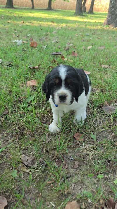 Chase, a male English Springer Spaniel for sale in Trenton, TN – 2 of 2