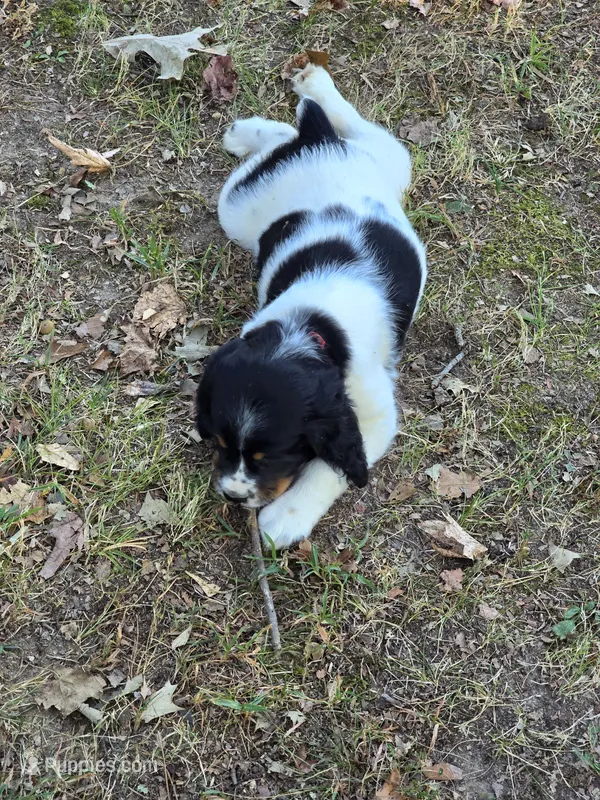 Liberty – English Springer Spaniel puppy for sale in Trenton, TN