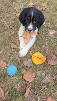 Coral, a female English Springer Spaniel for sale in Trenton, TN – 1 of 10
