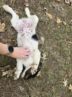 Liberty, a female English Springer Spaniel for sale in Trenton, TN – 4 of 9