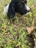 Coral, a female English Springer Spaniel for sale in Trenton, TN – 3 of 9