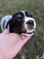 Liberty, a female English Springer Spaniel for sale in Trenton, TN – 8 of 8