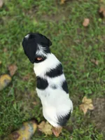 Liberty, a female English Springer Spaniel for sale in Trenton, TN – 6 of 9