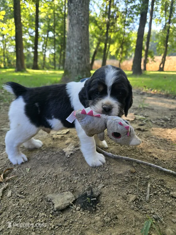 Chase – English Springer Spaniel puppy for sale in Trenton, TN
