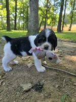 Chase, a male English Springer Spaniel for sale in Trenton, TN – 1 of 2