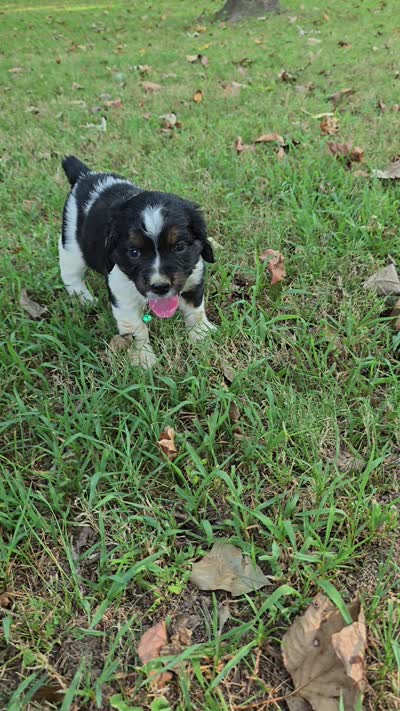 Everest , a female English Springer Spaniel for sale in Trenton, TN – 2 of 2