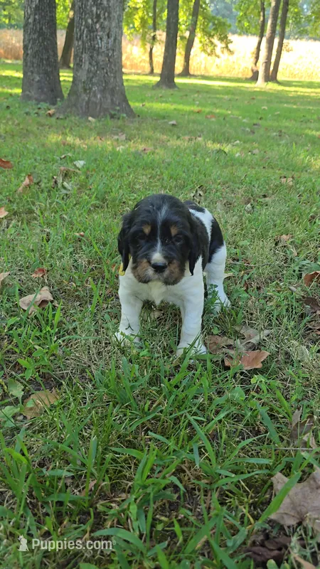 Rubble – English Springer Spaniel puppy for sale in Trenton, TN