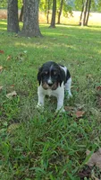 Rubble, a male English Springer Spaniel for sale in Trenton, TN – 1 of 2