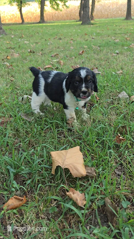 Everest  – English Springer Spaniel puppy on hold in Trenton, TN