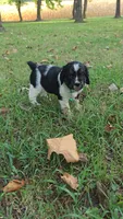 Everest , a female English Springer Spaniel for sale in Trenton, TN – 1 of 2