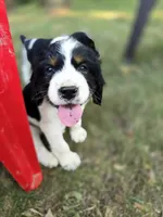 Marshal , a female English Springer Spaniel for sale in Trenton, TN – 2 of 2