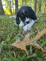Liberty, a female English Springer Spaniel for sale in Trenton, TN – 7 of 7