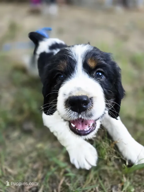 Marshal  – English Springer Spaniel puppy on hold in Trenton, TN