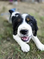 Marshal , a female English Springer Spaniel for sale in Trenton, TN – 1 of 2