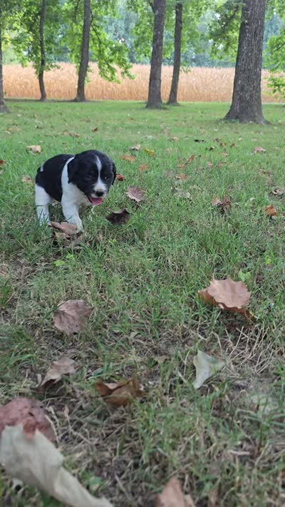 Coral, a female English Springer Spaniel for sale in Trenton, TN – 4 of 4