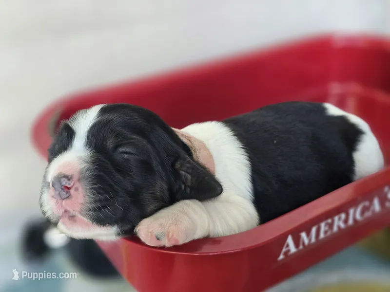 Coral – English Springer Spaniel puppy for sale in Trenton, TN