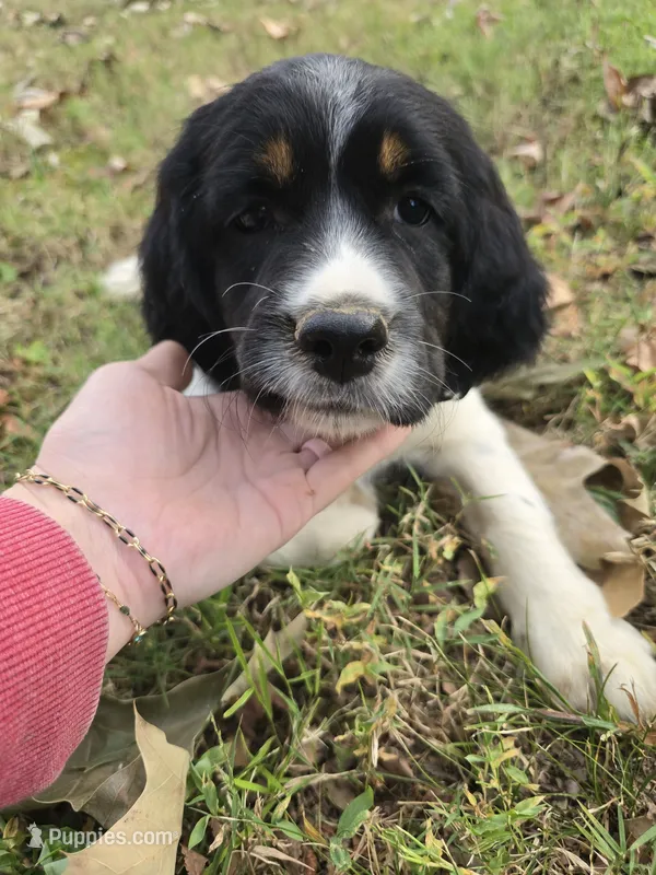 Coral – English Springer Spaniel puppy for sale in Trenton, TN