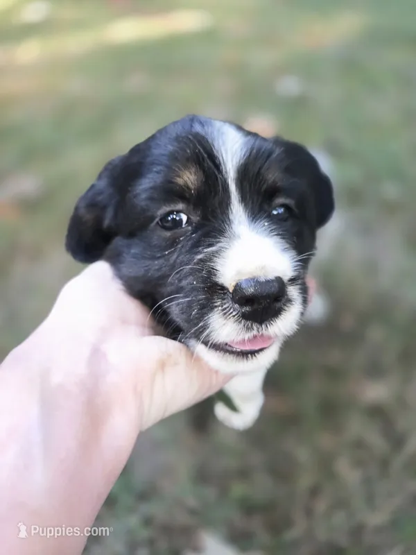 Coral – English Springer Spaniel puppy for sale in Trenton, TN