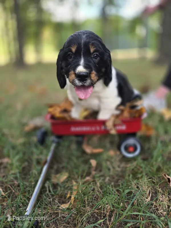 Rubble – English Springer Spaniel puppy for sale in Trenton, TN