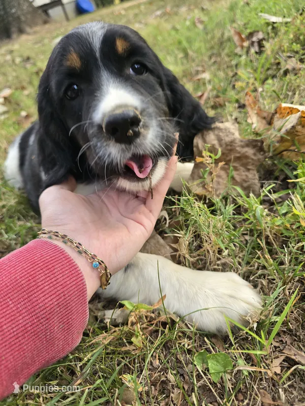 Coral – English Springer Spaniel puppy for sale in Trenton, TN