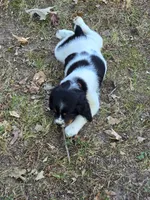 Liberty, a female English Springer Spaniel for sale in Trenton, TN – 6 of 7