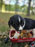 Coral, a female English Springer Spaniel for sale in Trenton, TN – 8 of 8