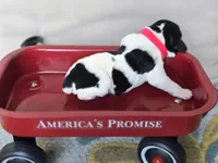 Liberty, a female English Springer Spaniel for sale in Trenton, TN – 4 of 9