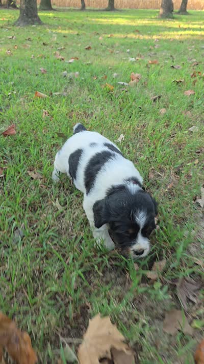 Liberty , a female English Springer Spaniel for sale in Trenton, TN – 2 of 2