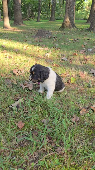Zuma, a female English Springer Spaniel for sale in Trenton, TN – 2 of 2