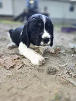 Coral, a female English Springer Spaniel for sale in Trenton, TN – 3 of 10