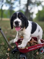 Liberty, a female English Springer Spaniel for sale in Trenton, TN – 4 of 8