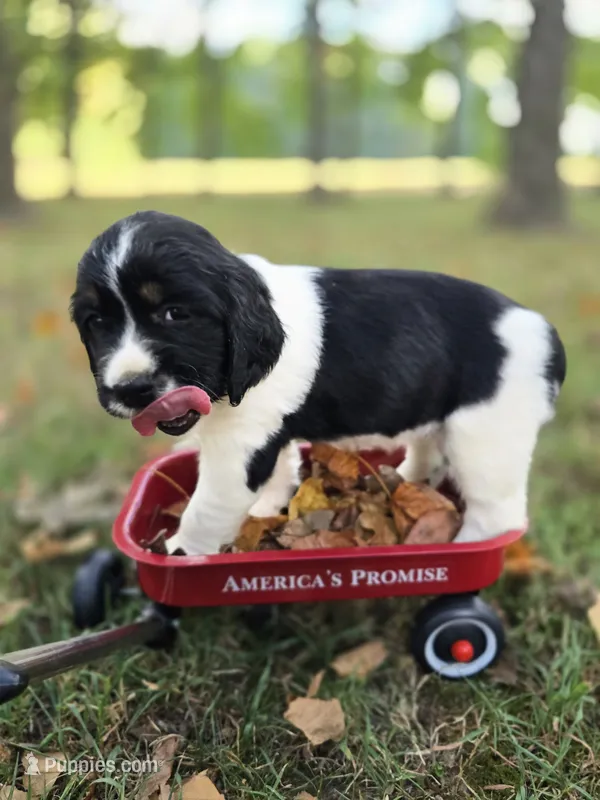 Coral – English Springer Spaniel puppy for sale in Trenton, TN