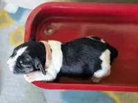 Coral, a female English Springer Spaniel for sale in Trenton, TN – 2 of 10