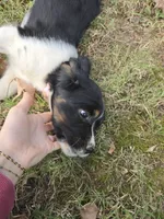 Coral, a female English Springer Spaniel for sale in Trenton, TN – 3 of 8