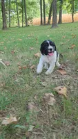 Coral, a female English Springer Spaniel for sale in Trenton, TN – 2 of 4