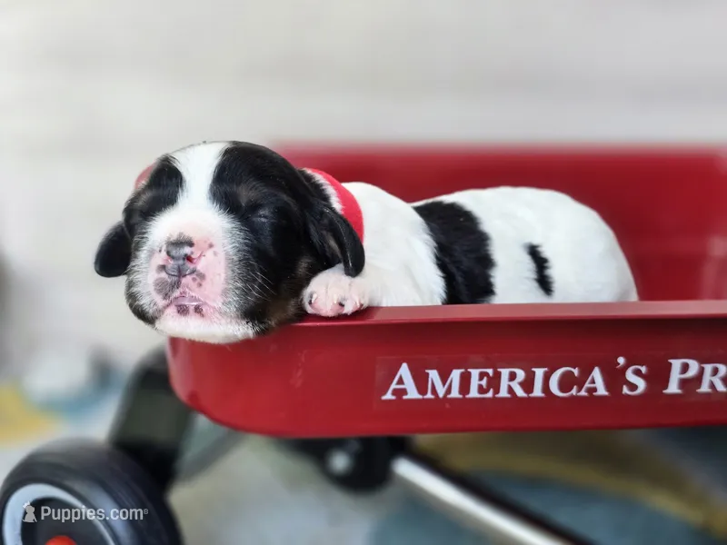 Liberty – English Springer Spaniel puppy for sale in Trenton, TN