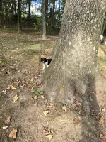 Coral, a female English Springer Spaniel for sale in Trenton, TN – 7 of 8