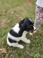 Liberty, a female English Springer Spaniel for sale in Trenton, TN – 2 of 8