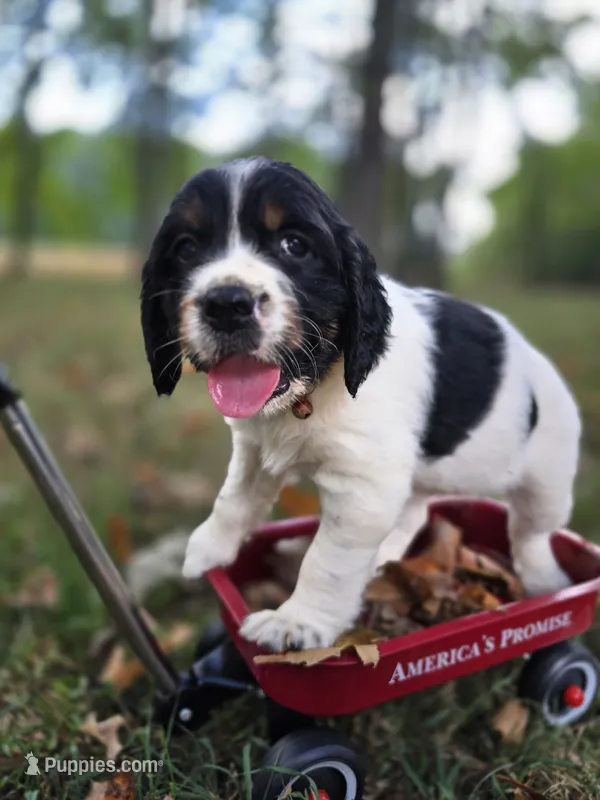Liberty – English Springer Spaniel puppy for sale in Trenton, TN