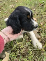 Coral, a female English Springer Spaniel for sale in Trenton, TN – 10 of 10