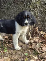 Coral, a female English Springer Spaniel for sale in Trenton, TN – 4 of 8