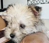 Cash, a male Shih Tzu and Morkie for sale in Houston, TX – 5 of 5